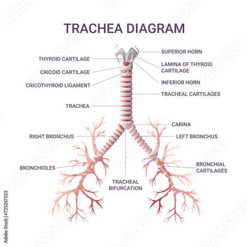 Trachea educational infographic vector illustration photo