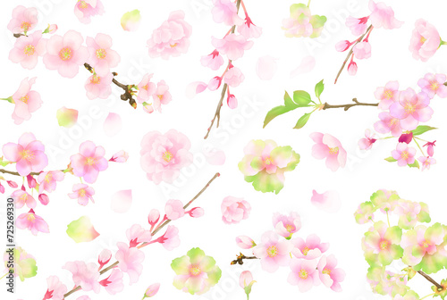 花の背景（桜）