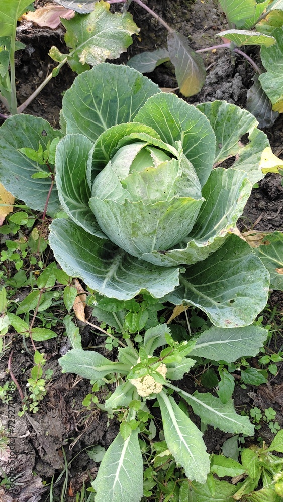 Cabbage in the garden Cabbage in the garden