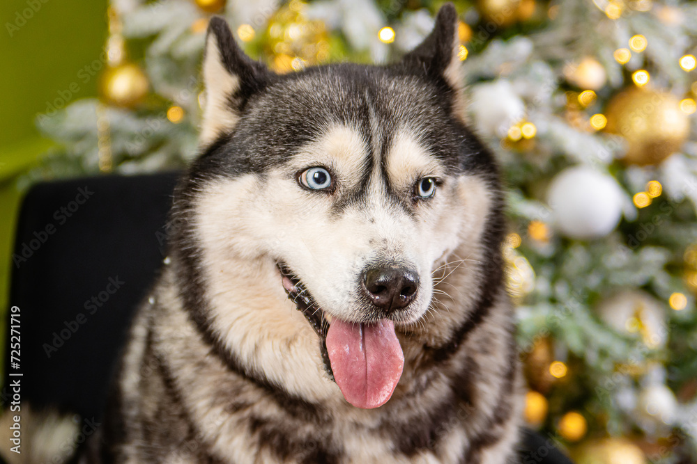 Close-up portrait of a husky dog on a green background, Christmas tree.