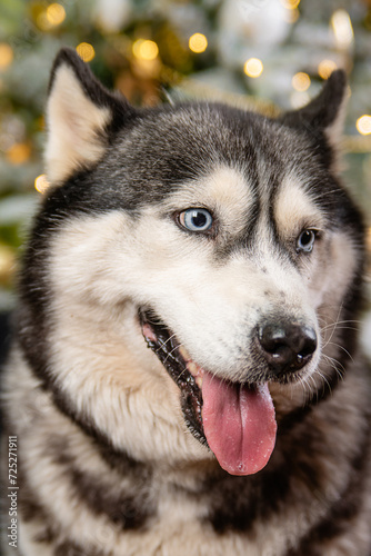 Close-up portrait of a husky dog on a green background, Christmas tree.