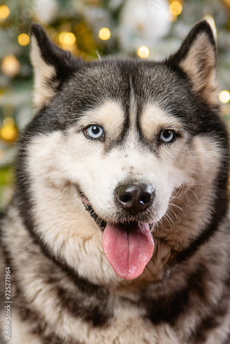 Close-up portrait of a husky dog on a green background  Christmas tree.