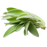 Fresh sage herb, over white background. AI Generative