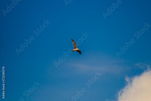 Fregat bird birds flock are flying around with blue sky clouds background.