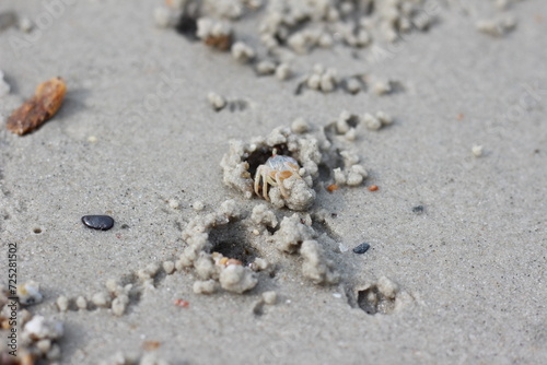 crab on the beach