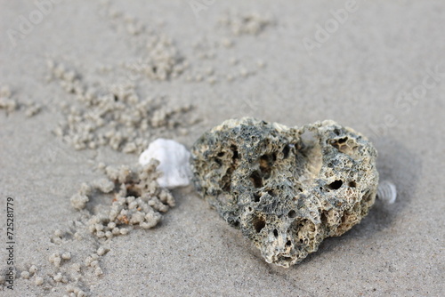 seashell on the beach