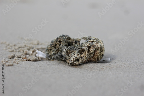 shell on sand