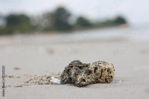 close up of a shell