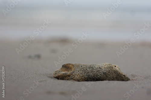 fish on the beach