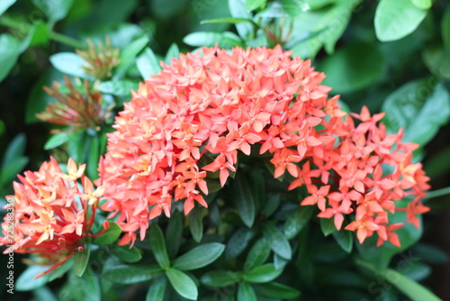 red and yellow flowers