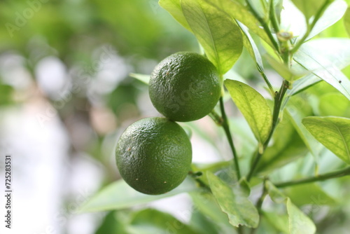 Wallpaper Mural lime on tree Torontodigital.ca