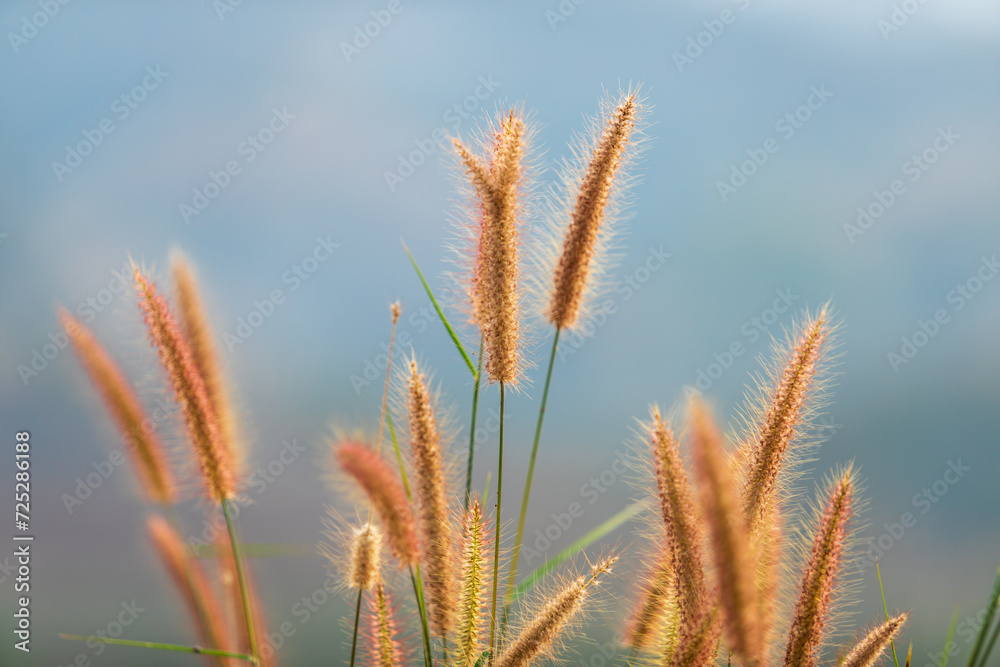 Grass flowers on the mountain hill.