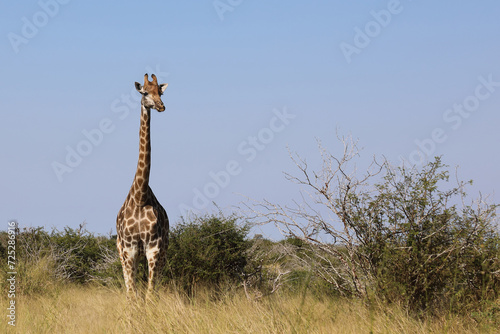 Photography Giraffe / Giraffe / Giraffa camelopardalis