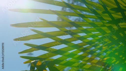 Green Leaf Of Palm Tree. Green Leaves On Green Background. Summer Vacation. Close up.