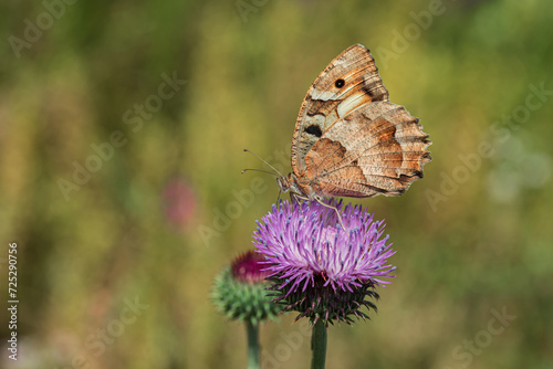 Hipparchia syriaca butterfly on a thistle flower