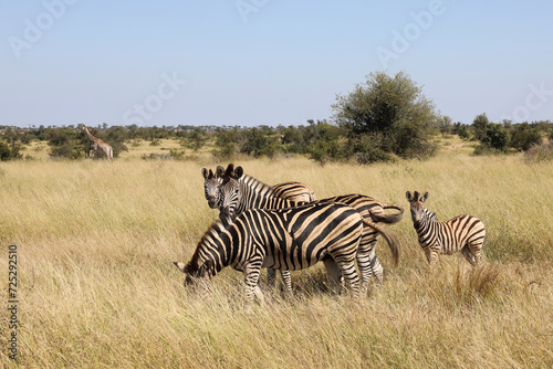 Steppenzebra   Burchell s zebra   Equus quagga burchellii.