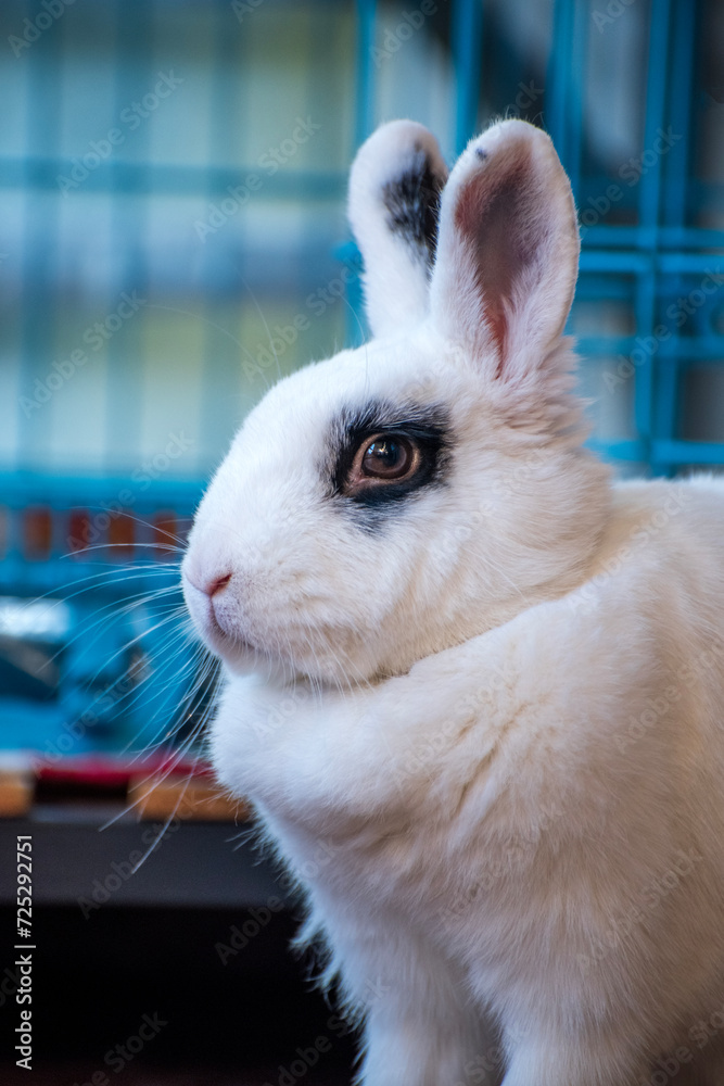 Fototapeta premium white rabbit on the table