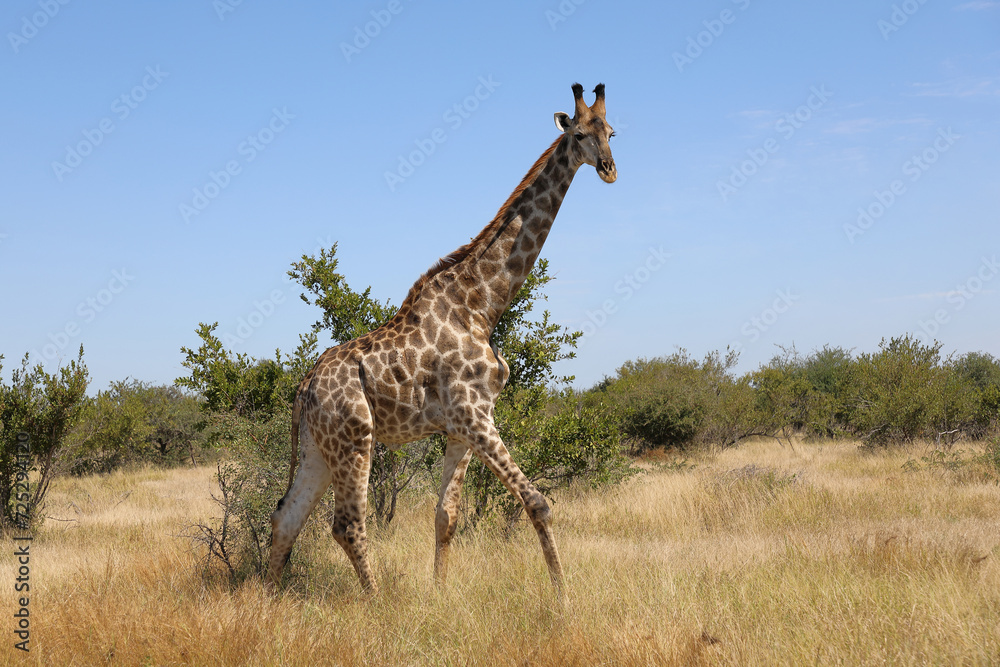 Obraz premium Giraffe / Giraffe / Giraffa camelopardalis