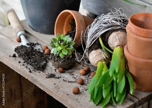 view on hyacinth with bulbs and roots for potted with shovel dirty and terra ...