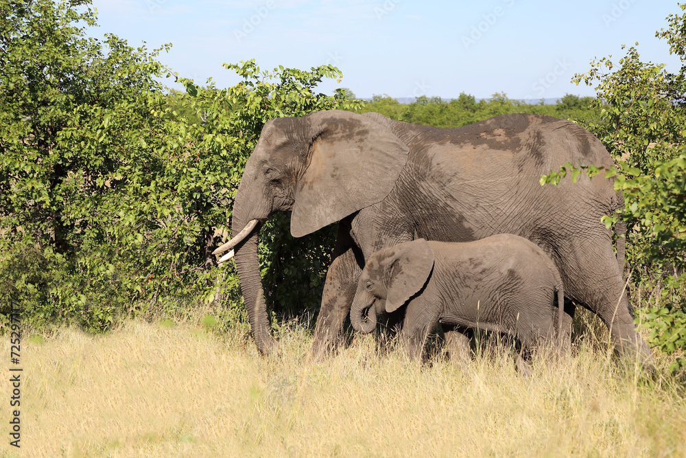 Afrikanischer Elefant / African elephant / Loxodonta africana Afrikanischer Elefant / African elephant / Loxodonta africana