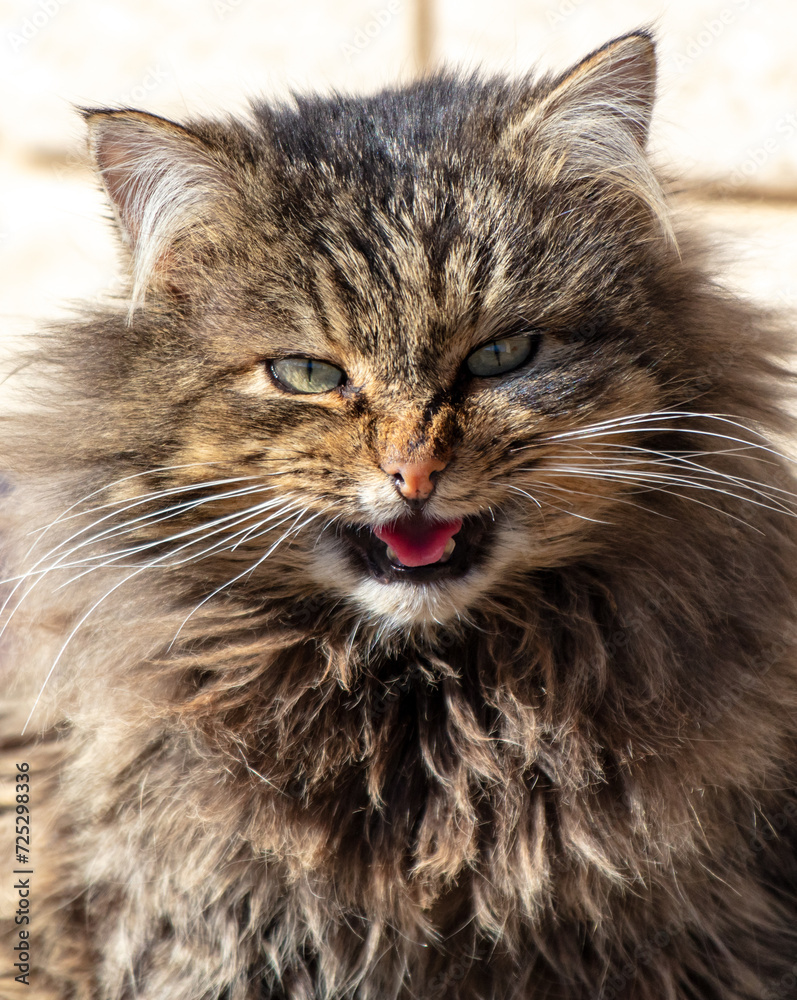 Portrait of a cat with an open mouth