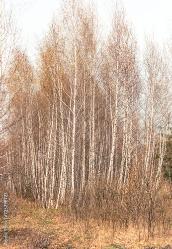 Young birch trees in nature in autumn