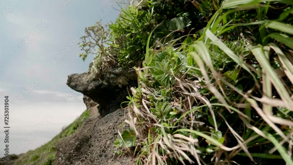強い風に煽られる海岸の岩肌に生える草と木