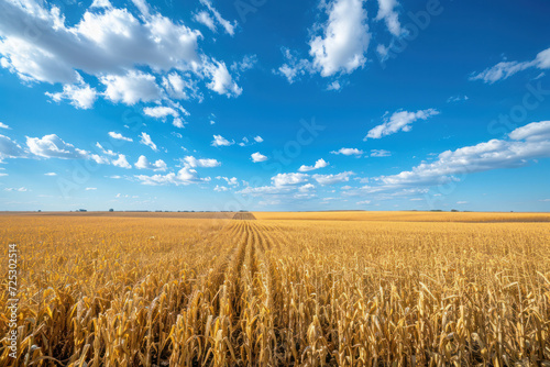 Expansive wheat field under blue sky. Agriculture and farming.