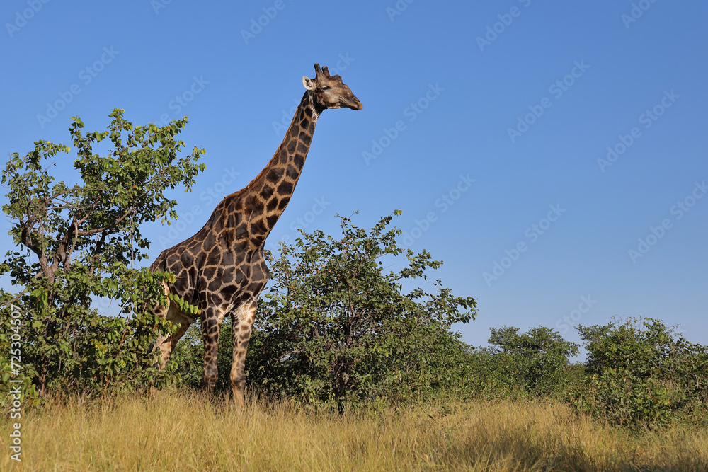 Fototapeta premium Giraffe / Giraffe / Giraffa camelopardalis