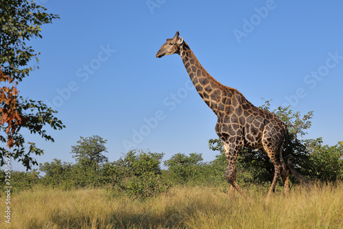 Canvas Print Giraffe / Giraffe / Giraffa camelopardalis