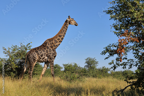 Photography Giraffe / Giraffe / Giraffa camelopardalis