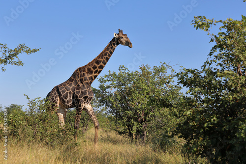 Photography Giraffe / Giraffe / Giraffa camelopardalis