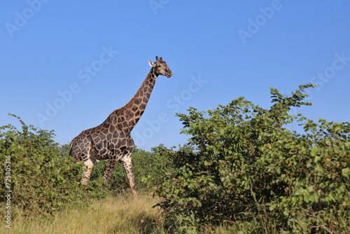 Photography Giraffe / Giraffe / Giraffa camelopardalis