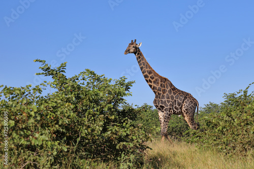Photography Giraffe / Giraffe / Giraffa camelopardalis