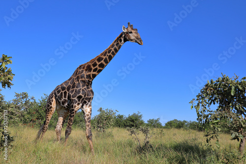 Photography Giraffe / Giraffe / Giraffa camelopardalis