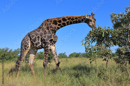 Photography Giraffe / Giraffe / Giraffa camelopardalis