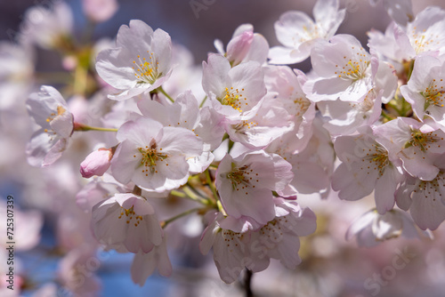 Pink cherry blossom, Sakura tree, in an outdoor park, on a beautiful spring day, with a blue sky, close up, macro shot