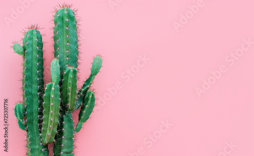 Green cactus on a pastel pink background with room for content