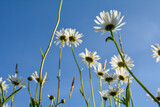 Daisies from below with blue sky