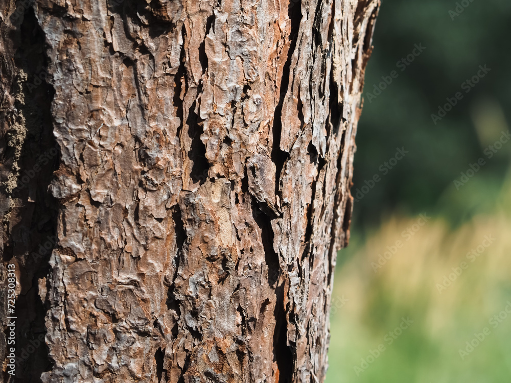 Pine tree texture in mountain forest, close-up shot for natural and environmental background. Pine tree texture in mountain forest, close-up shot for natural and environmental background.