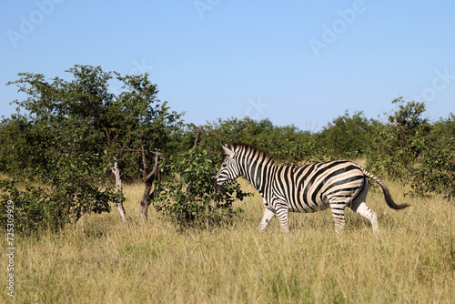 Steppenzebra   Burchell s zebra   Equus quagga burchellii