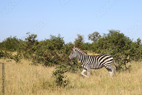 Steppenzebra   Burchell s zebra   Equus quagga burchellii.