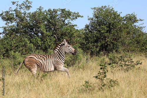 Steppenzebra   Burchell s zebra   Equus quagga burchellii.