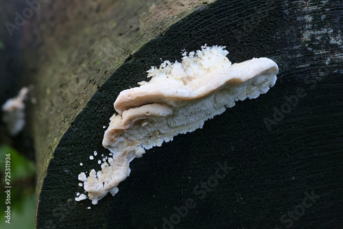 Postia rufescens, also called Postia leucomallella, a bracket fungus from Finland, no common English name photo