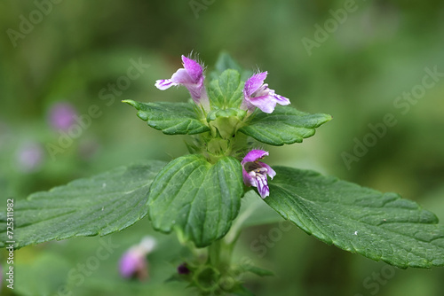 Bifid hemp-nettle, Galeopsis bifida, also known as split-lip hemp-nettle, wild flowering plant from Finland photo