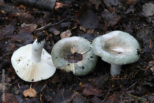 Russula atroglauca, a brittlegill mushroom from Finland, no common English name