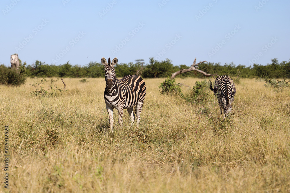 Naklejka premium Steppenzebra / Burchell's zebra / Equus quagga burchellii