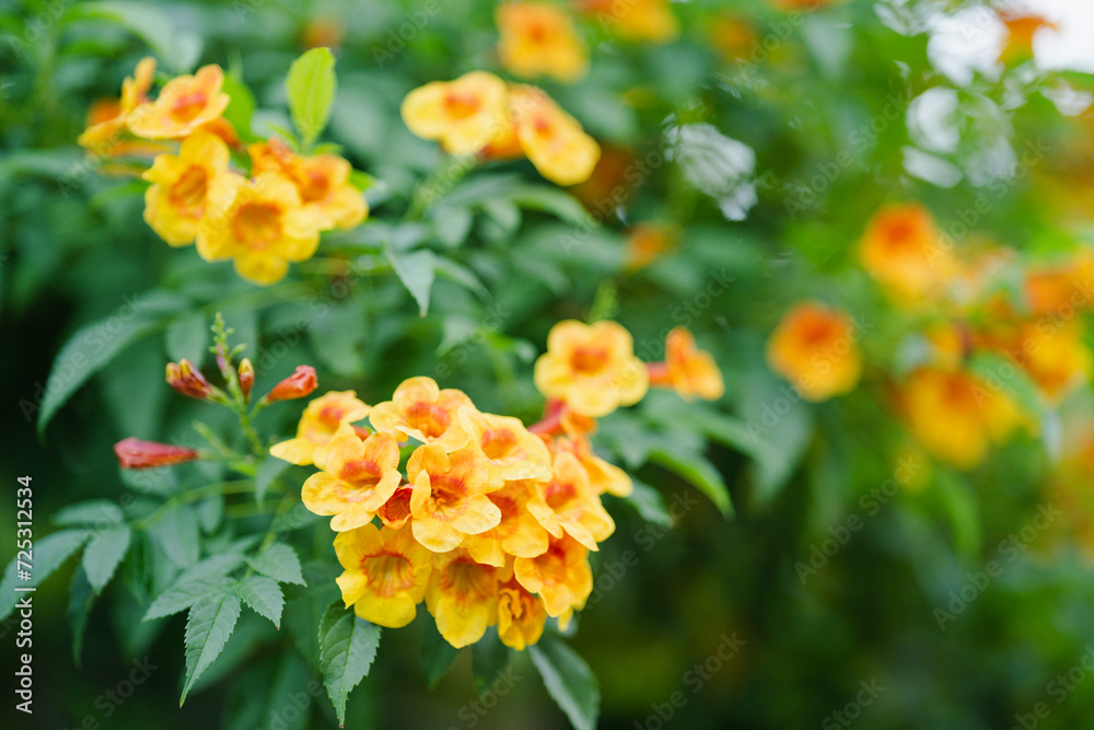 Trumpetbush, Tecoma stans a orange flower popularly planted to decorate the house, flowering into a bouquet of flowers. Trumpetbush, Tecoma stans a orange flower popularly planted to decorate the house, flowering into a bouquet of flowers.