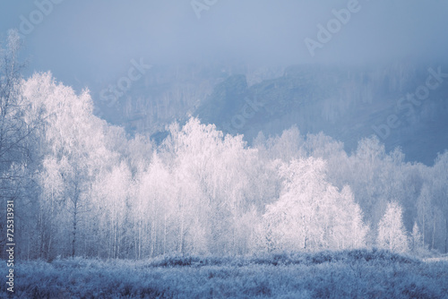 Frost-covered trees in winter mountains at foggy sunrise.