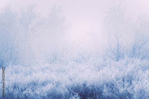 Frost-covered trees and grass in winter forest at foggy sunrise.